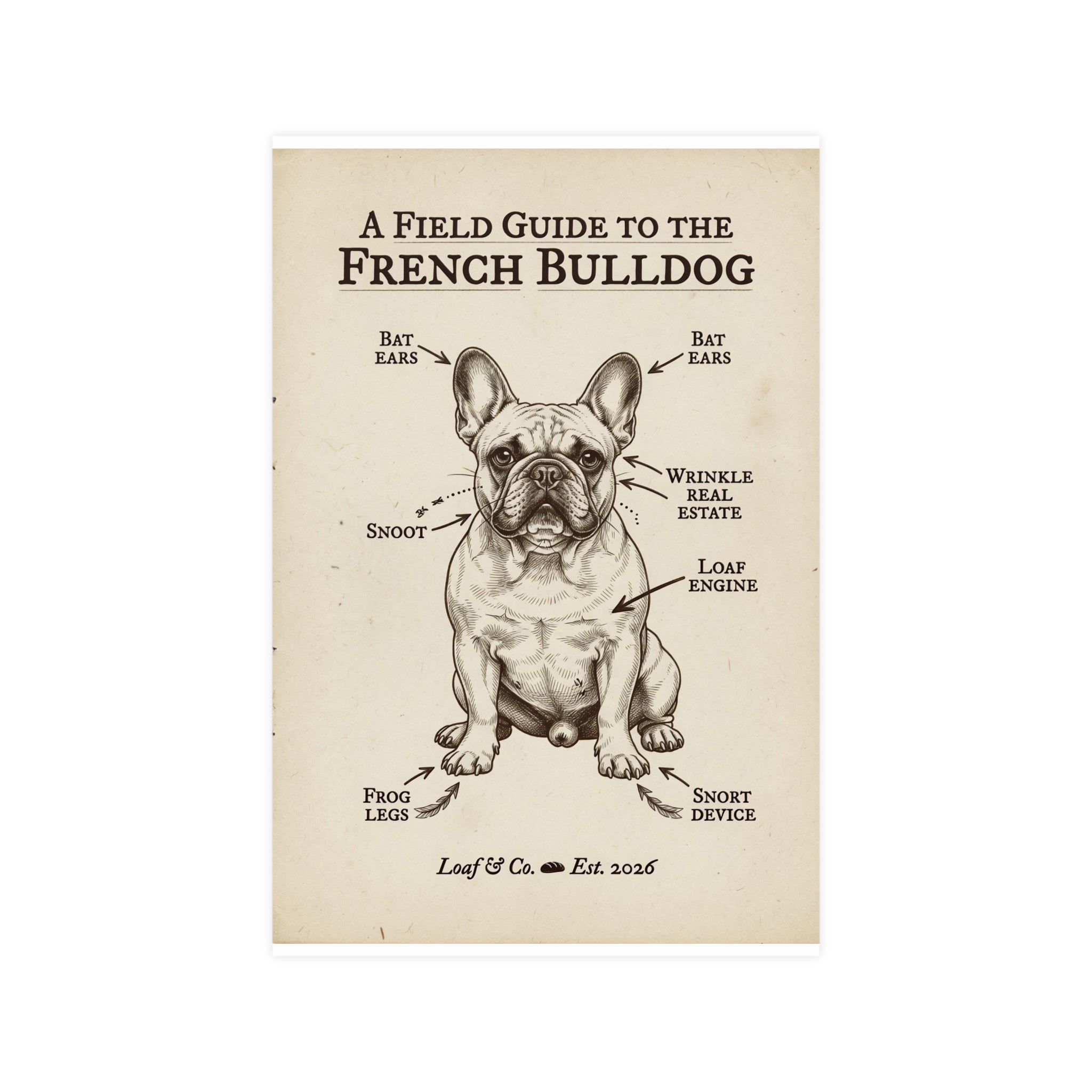 A Field Guide to the French Bulldog — Matte Poster